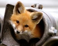 FoxietheFoxieFox's Avatar