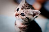 meo's Avatar